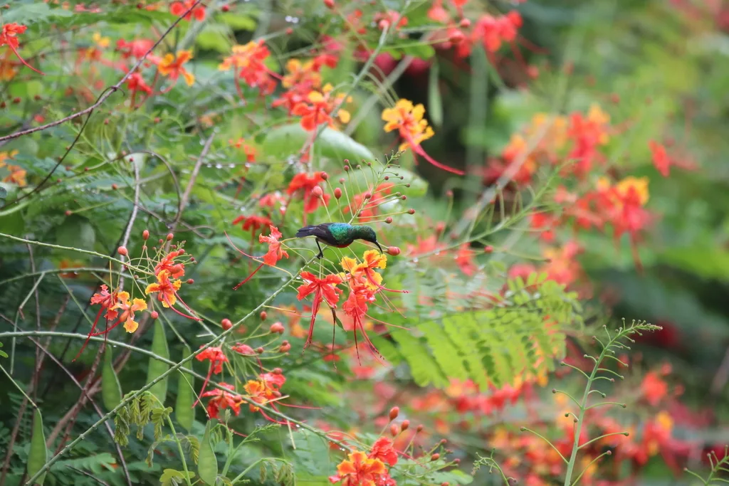 绿腹花蜜鸟(Cinnyris chloropygius)