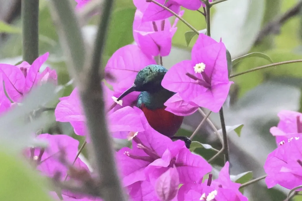 绿腹花蜜鸟(Cinnyris chloropygius)