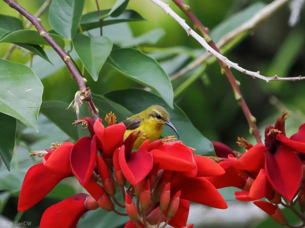 南摩鹿加花蜜鸟(Cinnyris clementiae)