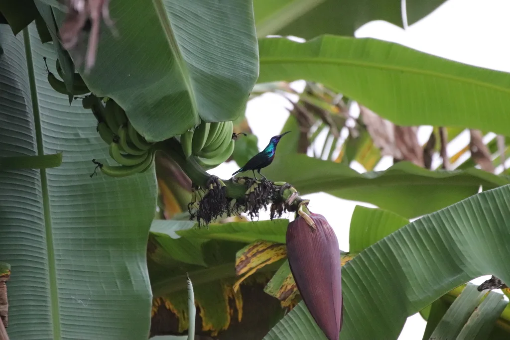 华丽花蜜鸟(Cinnyris coccinigastrus)