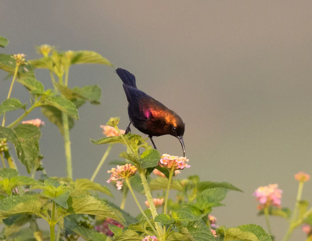 铜色花蜜鸟(Cinnyris cupreus)