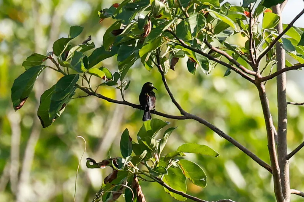 铜色花蜜鸟(Cinnyris cupreus)