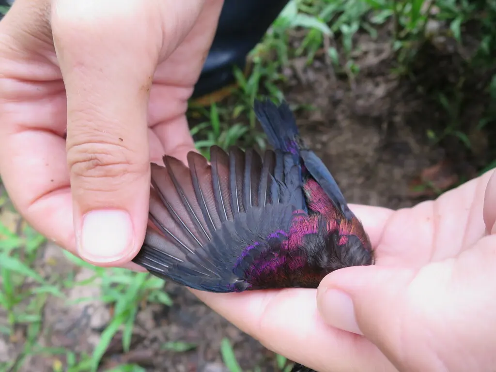 铜色花蜜鸟(Cinnyris cupreus)
