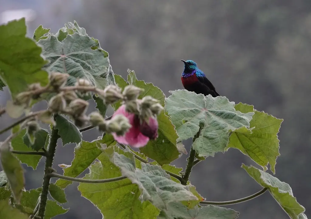 红胸花蜜鸟(Cinnyris erythrocercus)