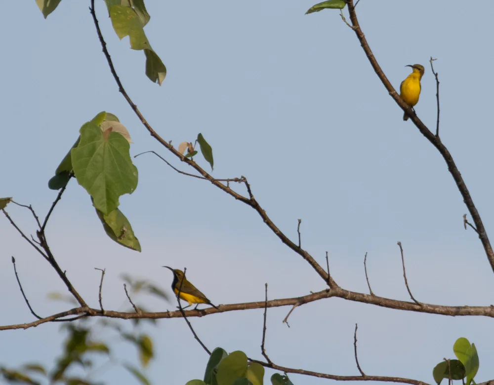 莎湖花蜜鸟（Cinnyris frenatus）