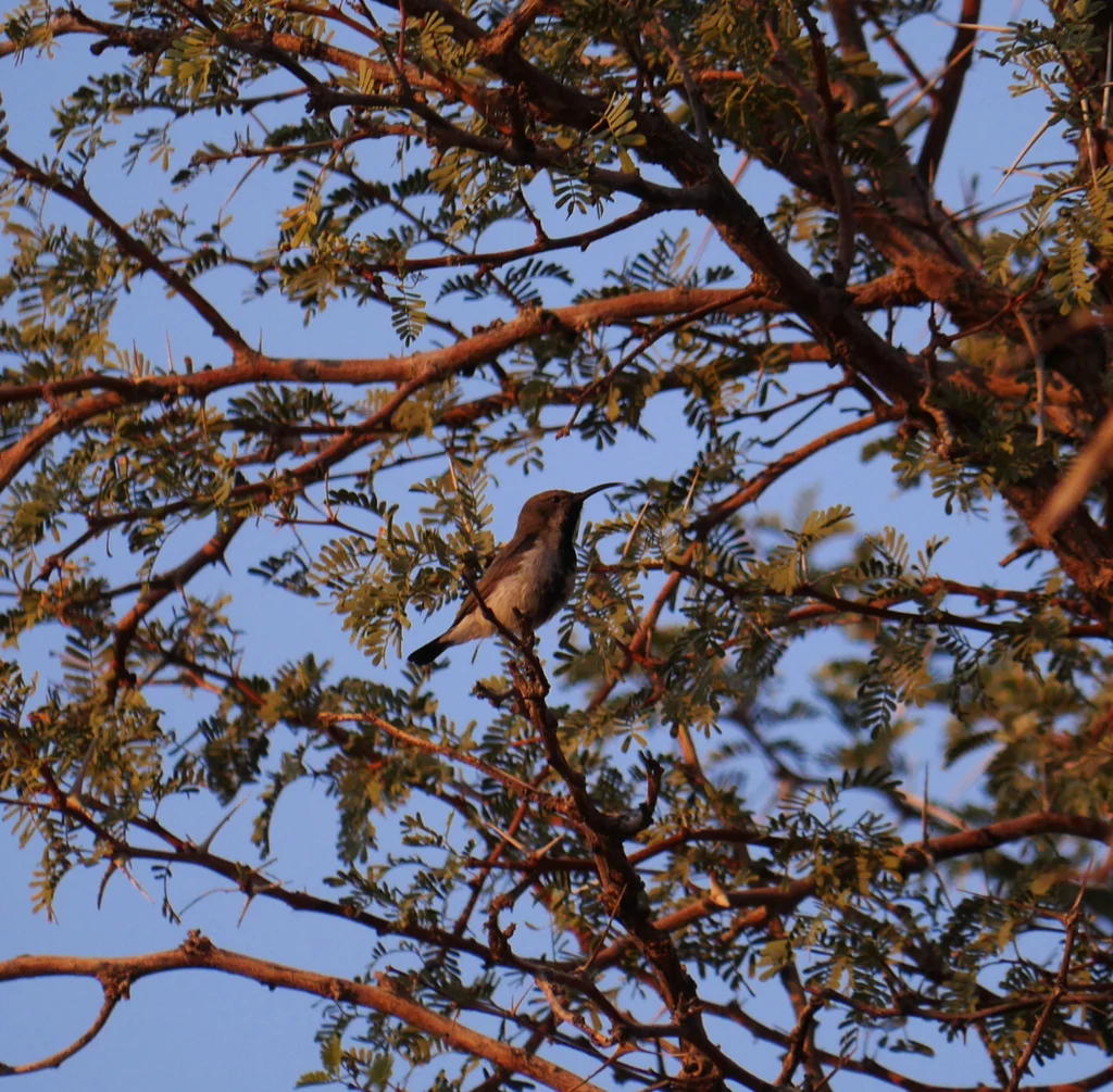 暗色花蜜鸟(Cinnyris fuscus)