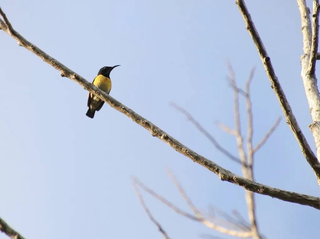 菲律宾花蜜鸟(Cinnyris jugularis)