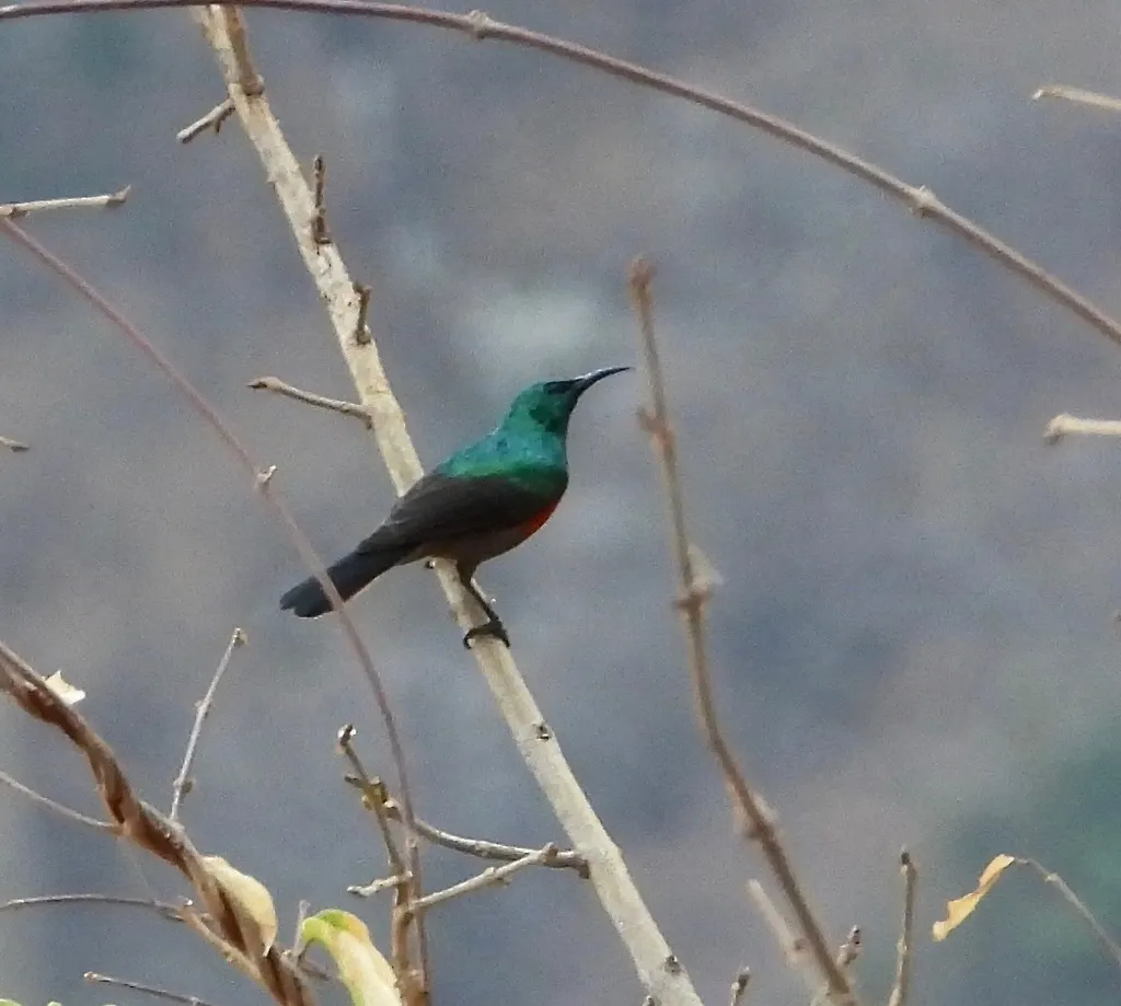 山林双领花蜜鸟(Cinnyris ludovicensis)