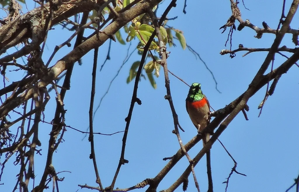 双领花蜜鸟(Cinnyris manoensis)