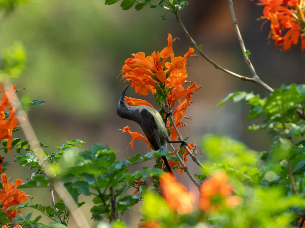 马里基花蜜鸟(Cinnyris mariquensis)