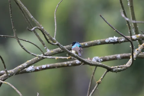 东非双领花蜜鸟