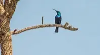 马岛花蜜鸟(Cinnyris notatus)