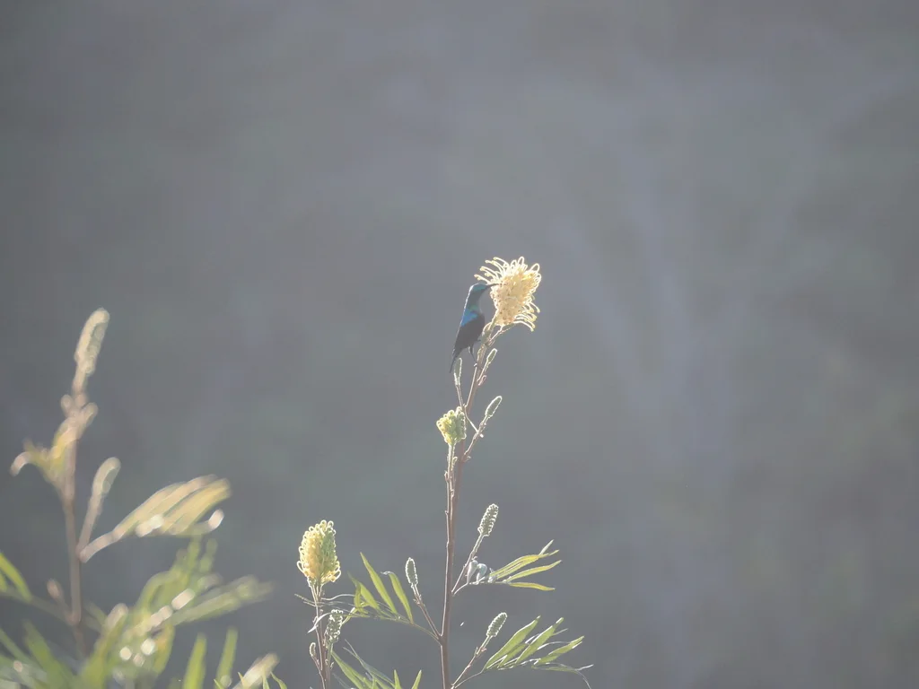 马岛花蜜鸟(Cinnyris notatus)