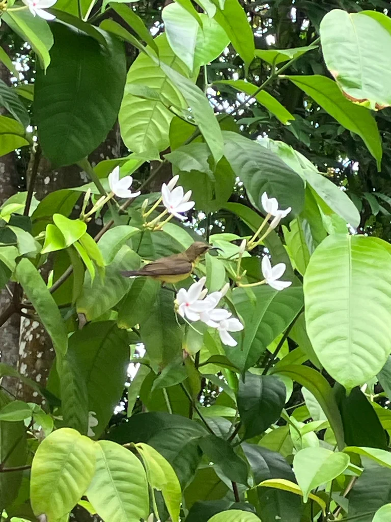 黄腹花蜜鸟(Cinnyris ornatus)