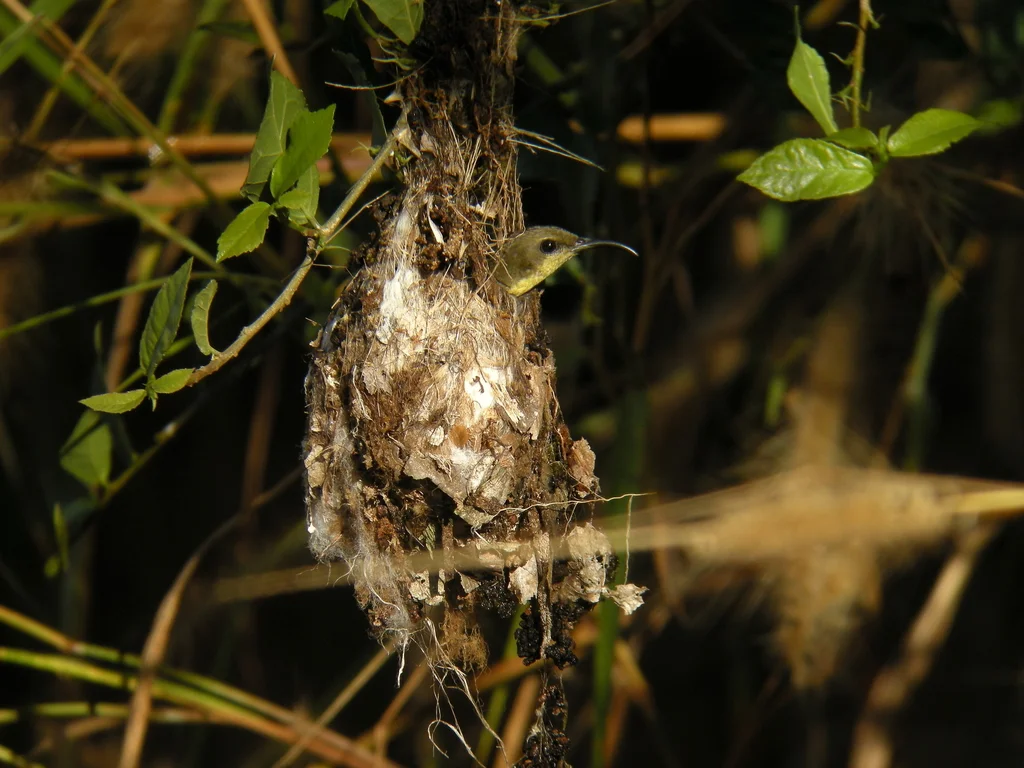 黄腹花蜜鸟(Cinnyris ornatus)