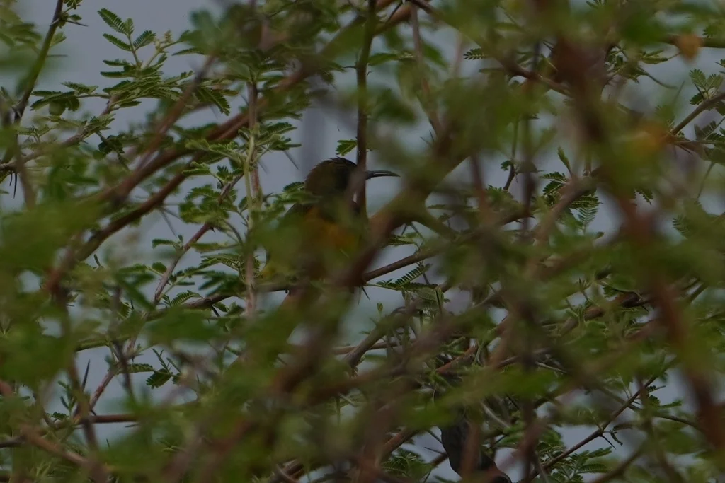 黄腹花蜜鸟(Cinnyris ornatus)