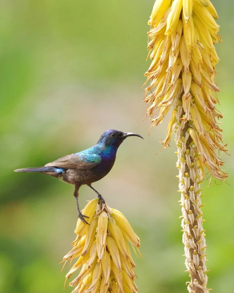 阿拉伯橙簇花蜜鸟(Cinnyris osea)