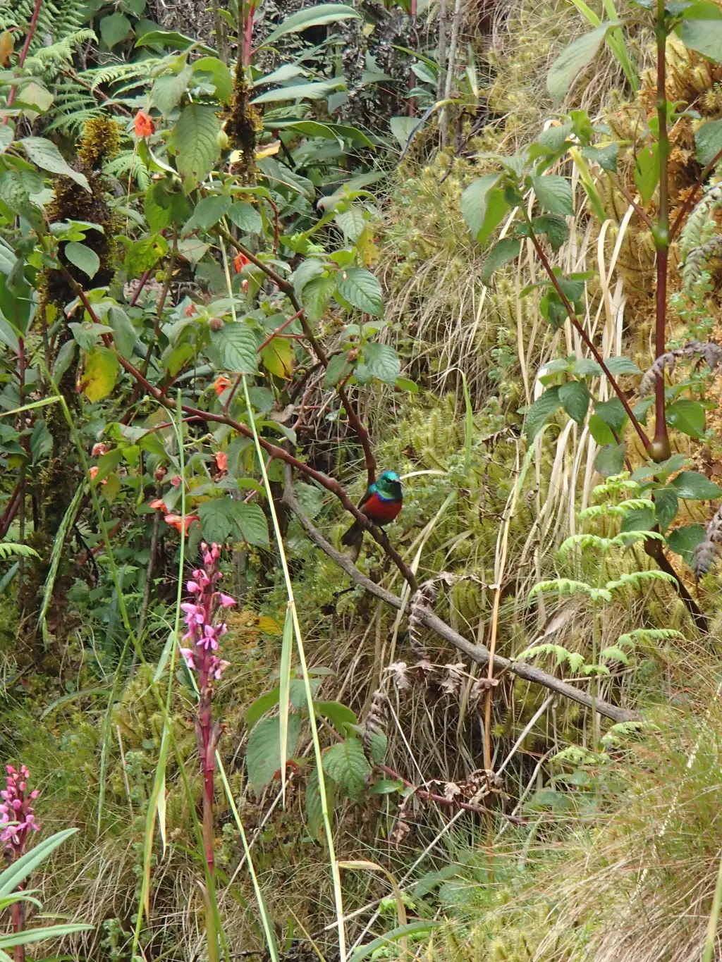 施氏花蜜鸟(Cinnyris stuhlmanni)