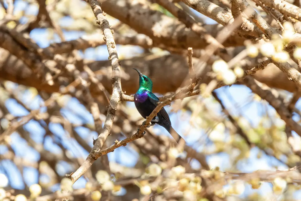 察武花蜜鸟(Cinnyris tsavoensis)