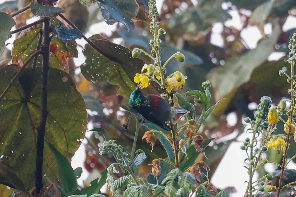 坦赞双领花蜜鸟(Cinnyris usambaricus)