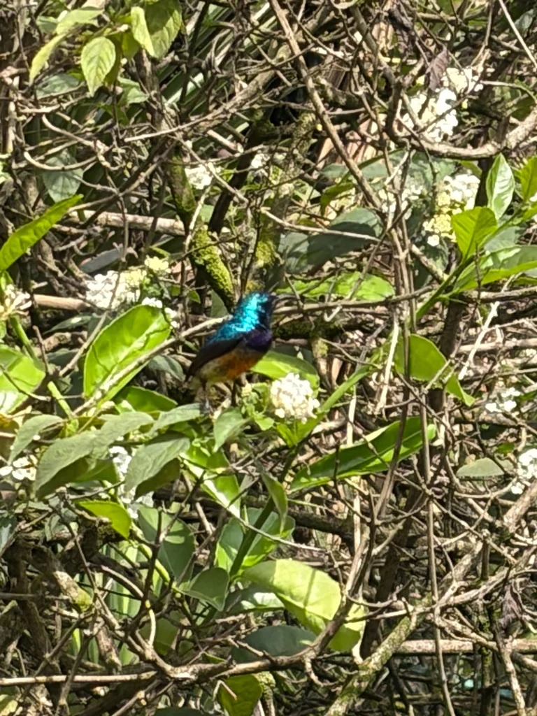 杂色花蜜鸟(Cinnyris venustus)