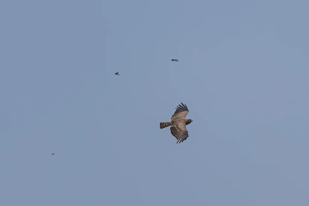 西非短趾雕（Circaetus beaudouini）