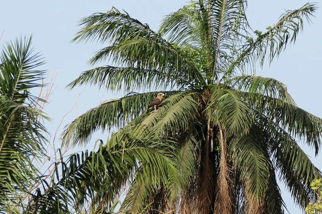 小斑短趾雕(Circaetus cinerascens)