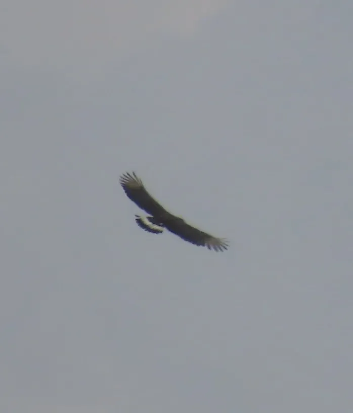 小斑短趾雕(Circaetus cinerascens)