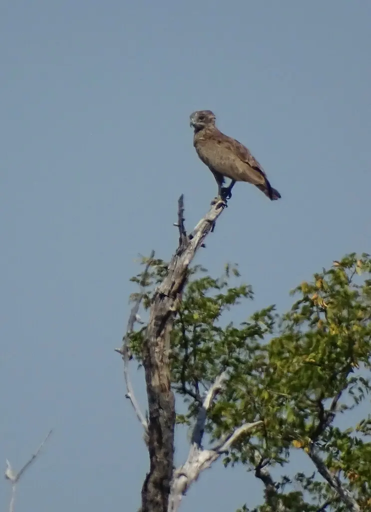 褐短趾雕(Circaetus cinereus)