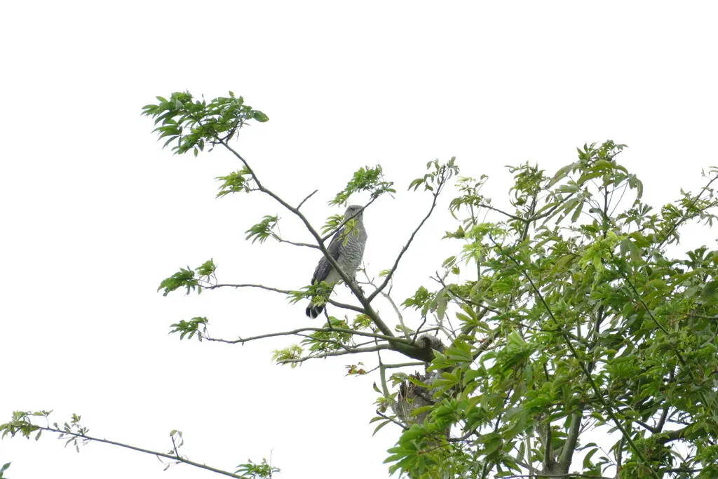 斑短趾雕(Circaetus fasciolatus)