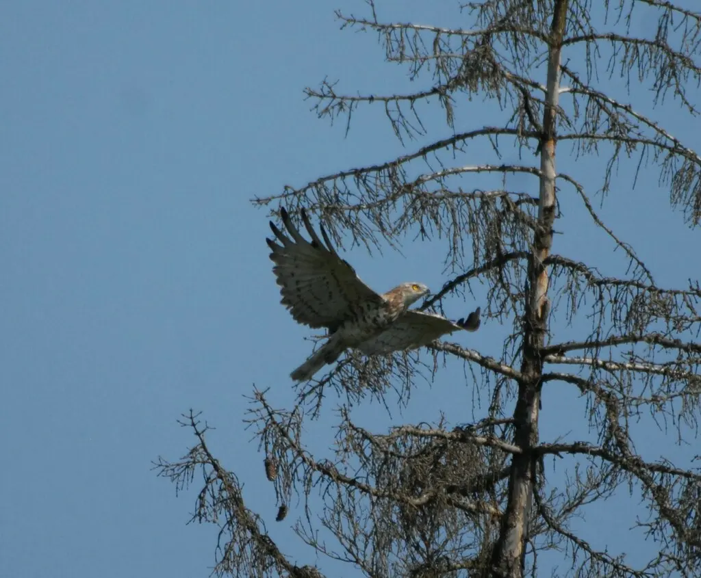 短趾雕(Circaetus gallicus)