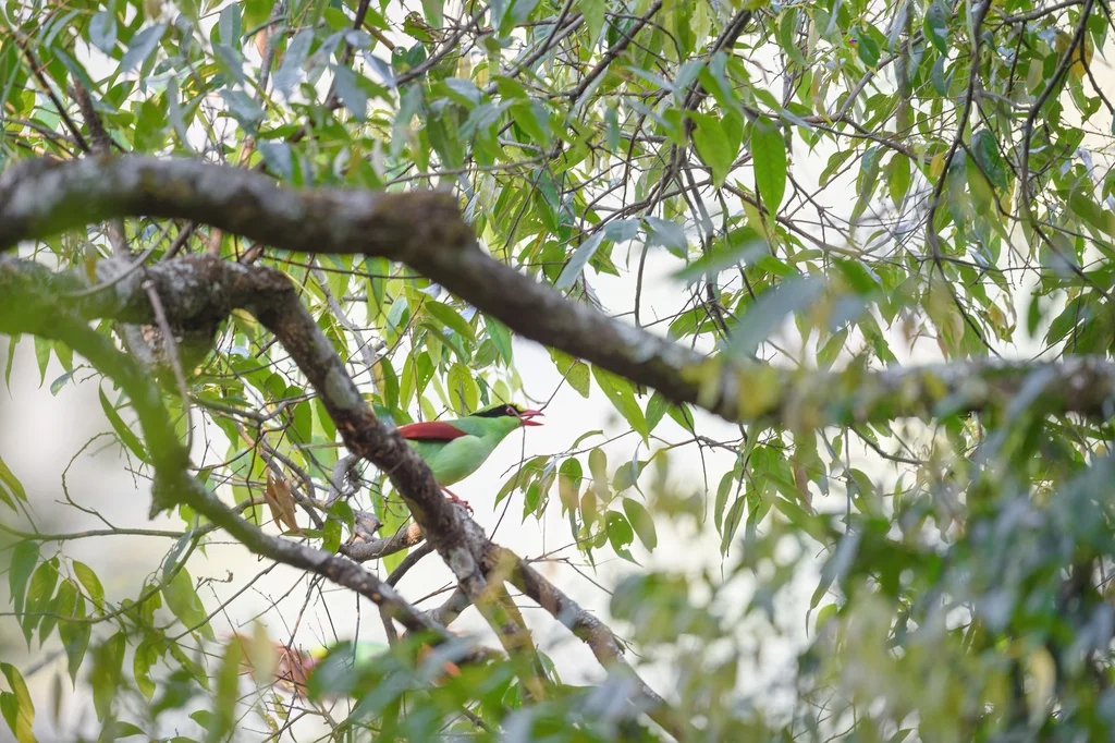 蓝绿鹊(Cissa chinensis)