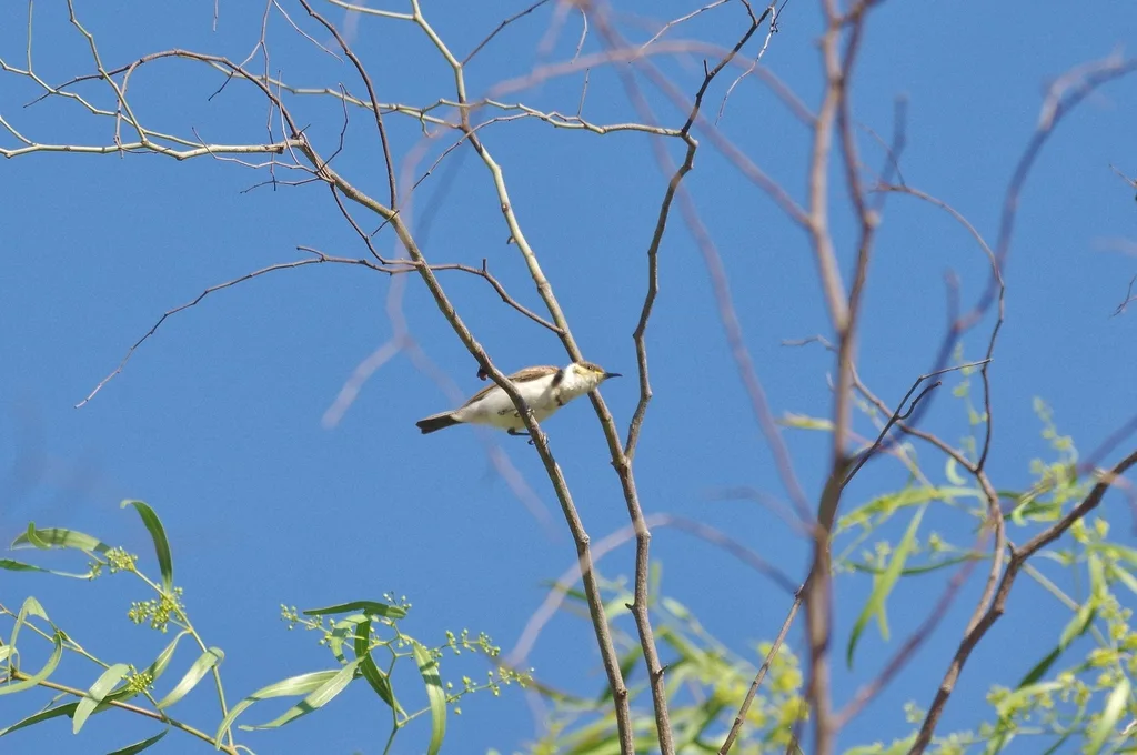 带胸黑吸蜜鸟(Cissomela pectoralis)