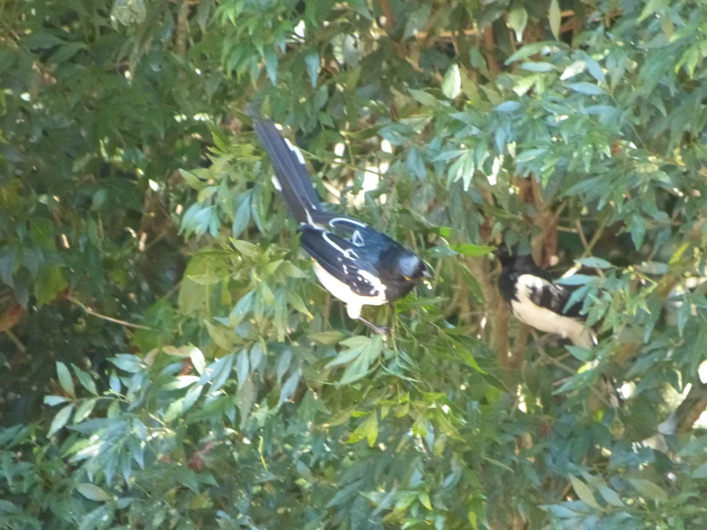 鹊色唐纳雀(Cissopis leverianus)