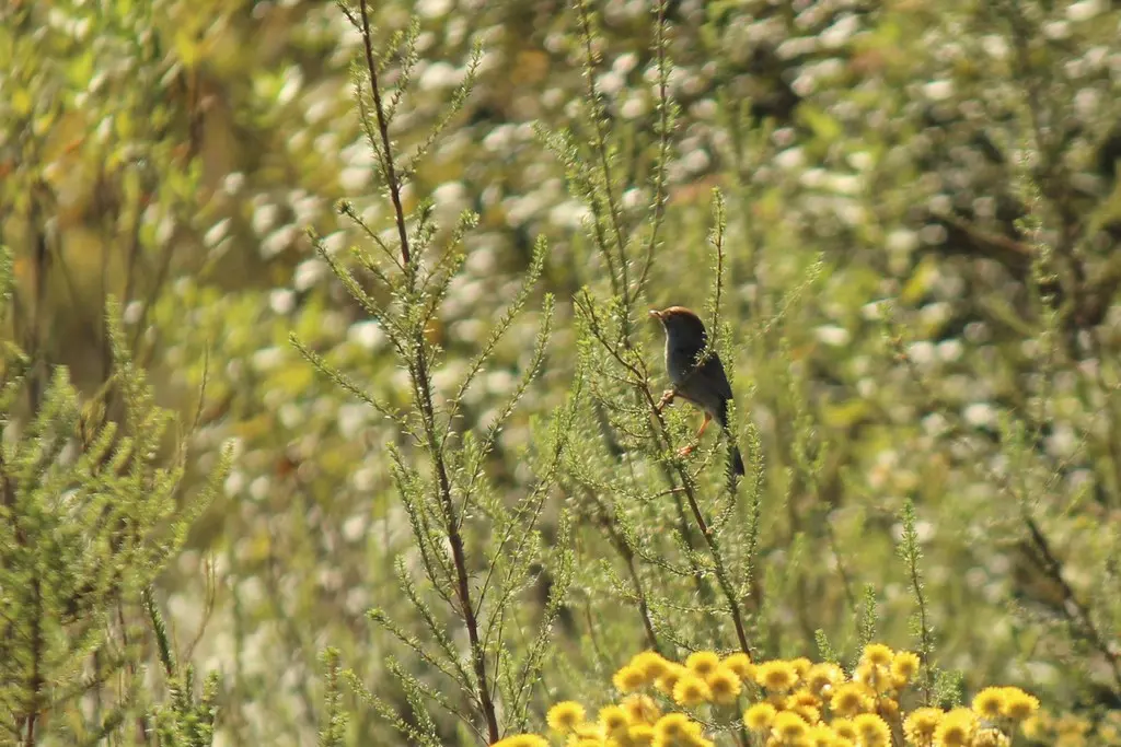 懒扇尾莺(Cisticola aberrans)