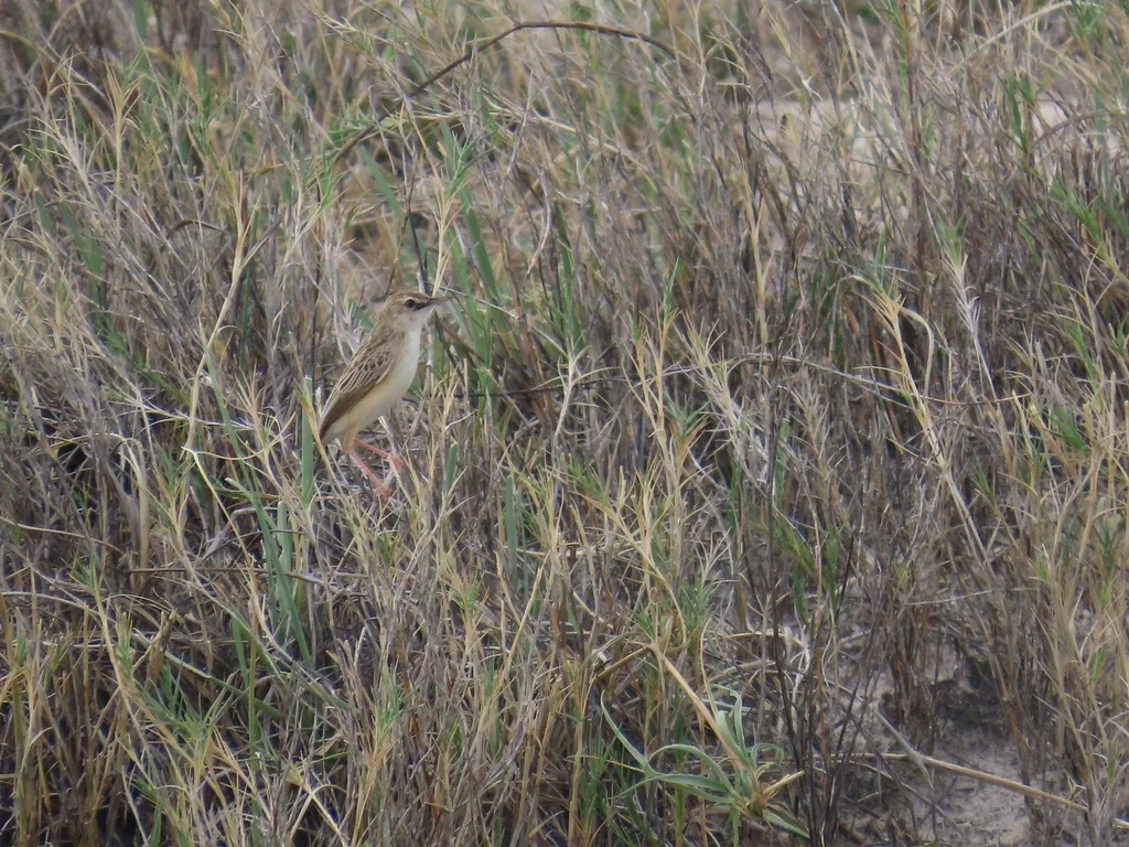 漠扇尾莺(Cisticola aridulus)