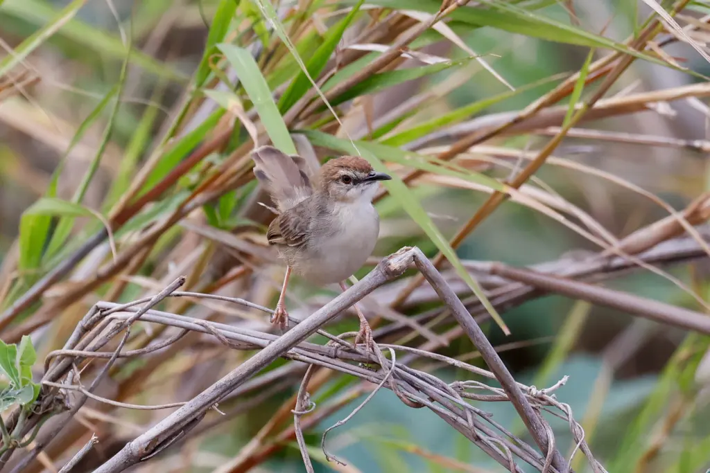 凯隆扇尾莺(Cisticola bakerorum)