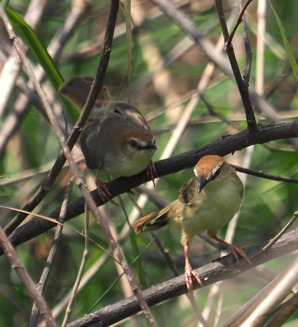 凯隆扇尾莺(Cisticola bakerorum)