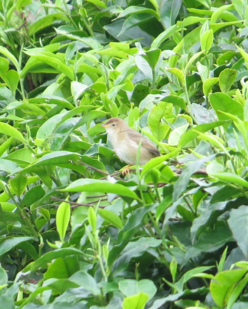 短翅扇尾莺(Cisticola brachypterus)