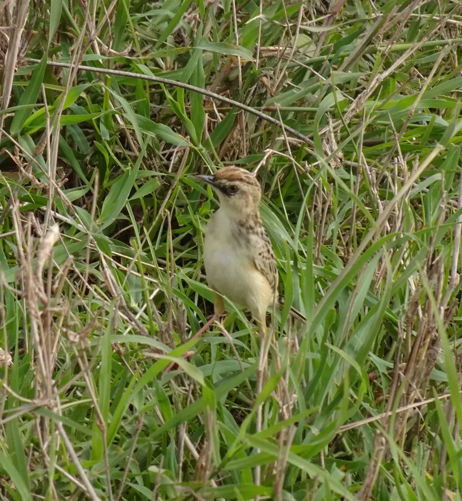 淡顶扇尾莺(Cisticola brunnescens)