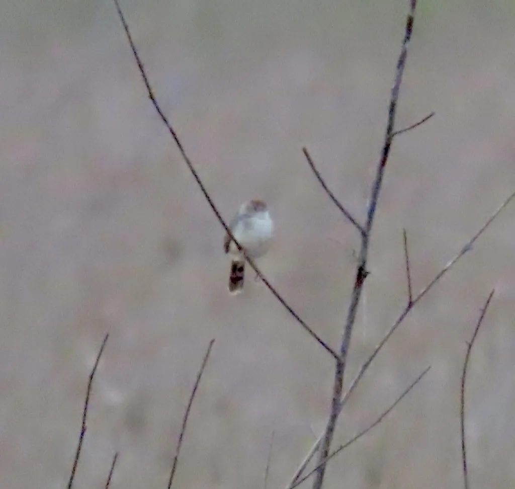 沸声扇尾莺(Cisticola bulliens)