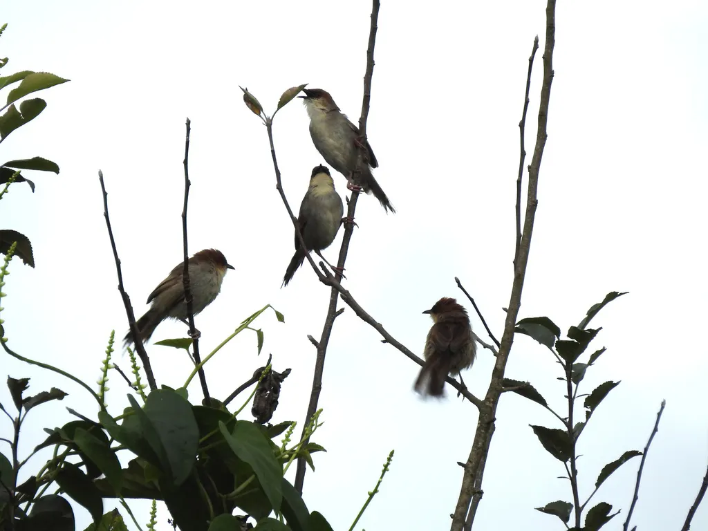 歌扇尾莺(Cisticola cantans)