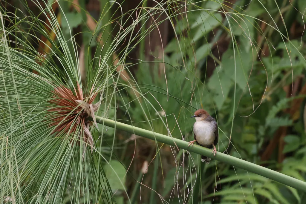 卡氏扇尾莺(Cisticola carruthersi)