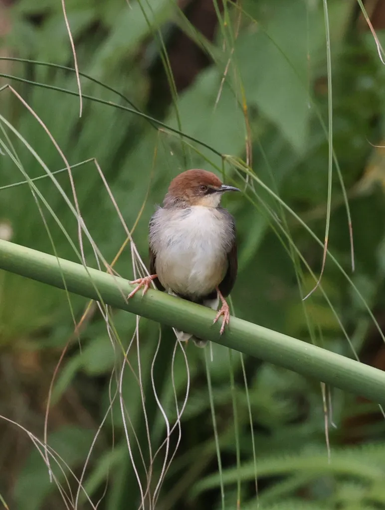 卡氏扇尾莺(Cisticola carruthersi)