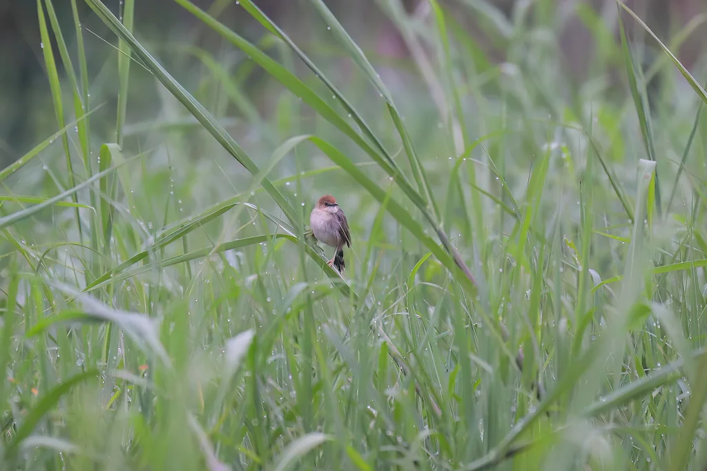 卡氏扇尾莺(Cisticola carruthersi)
