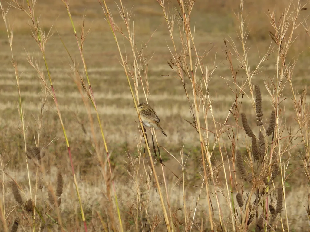 马岛扇尾莺(Cisticola cherina)