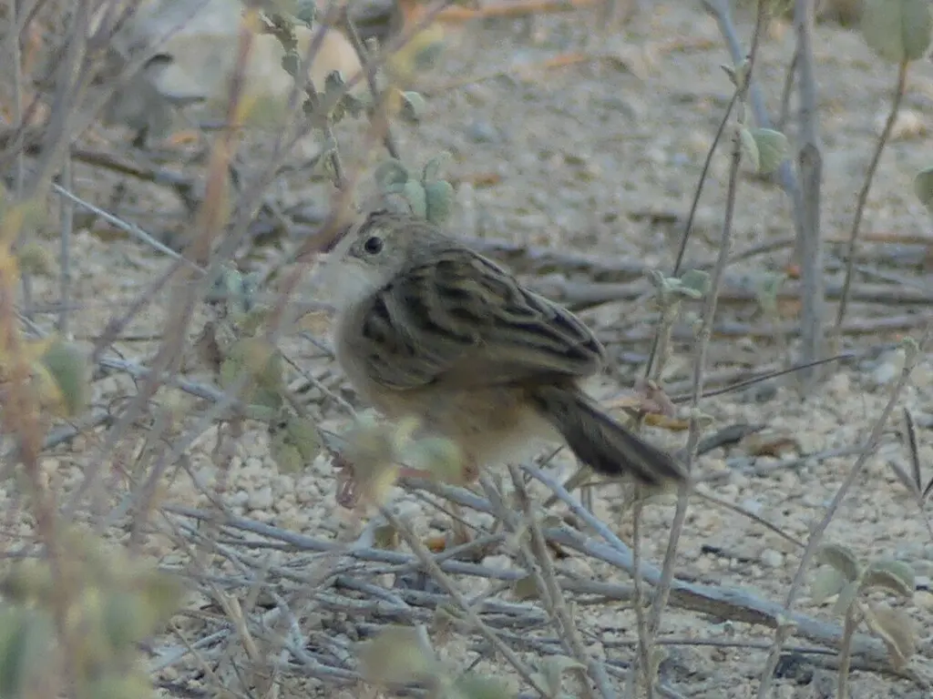 马岛扇尾莺(Cisticola cherina)