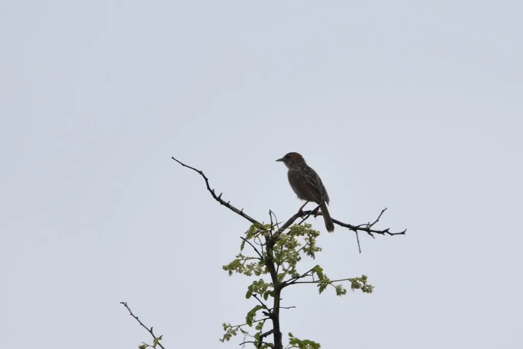 巧扇尾莺（Cisticola chiniana）