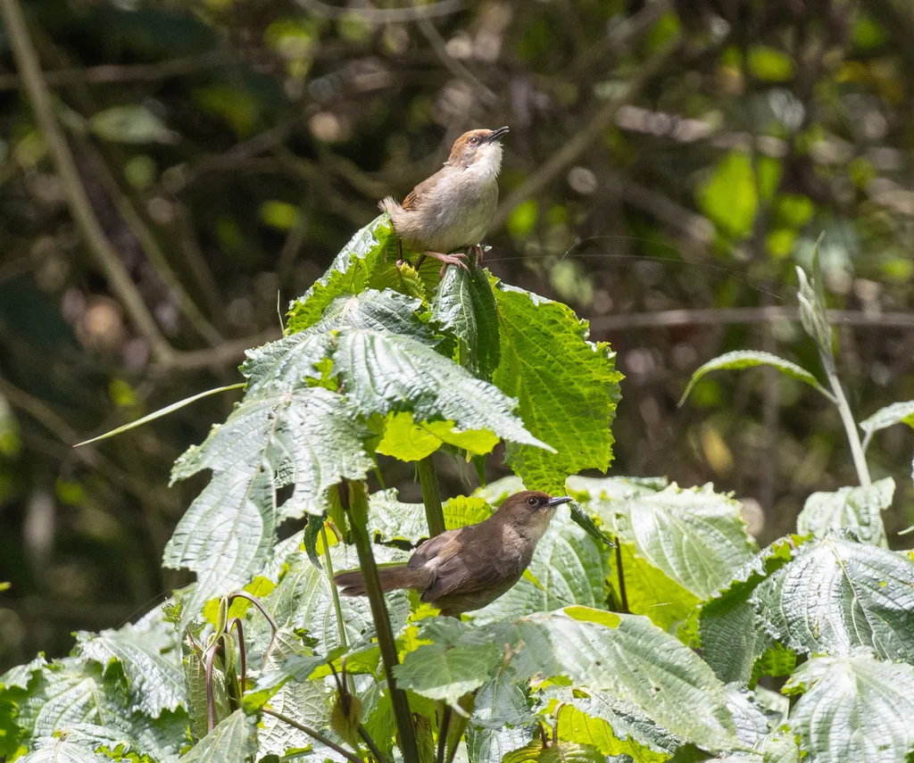 查氏扇尾莺（Cisticola chubbi）