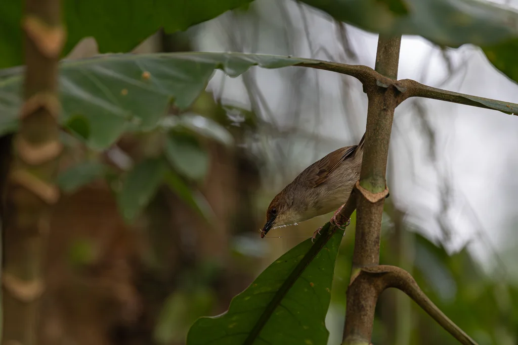 查氏扇尾莺（Cisticola chubbi）